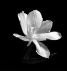 Tulipano Bianco Tulipano Bianco