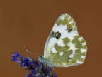 pontia edusa pontia edusa