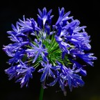 Fiore Fiore