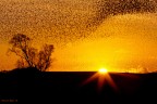 Storni al tramonto Storni al tramonto