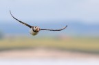 Puffin Puffin