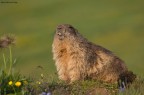 Marmotta sorridente Marmotta sorridente