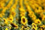 girasole girasole