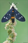 Amata phegea (Linnaeus, 1758)
Lepidoptera Arctiidae

Nikon D700-Sigma 180 macro-f 18-0,4 sec-iso 200

per vedere meglio:
http://img707.imageshack.us/img707/1883/amataphegea7fx00621207.png