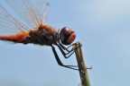 Dragonfly #2 Dragonfly #2