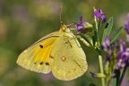 Colias crocea in piena azione Colias crocea in piena azione