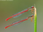 Ceriagrion tenellum (De Villers 1789) - Coenagrionidae Ceriagrion tenellum (De Villers 1789) - Coenagrionidae