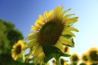 girasole girasole