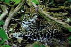 ocelot ocelot