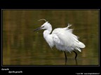 Consigli e commenti sono sempre ben accetti.

Canon D Mk IV + 500 mm + 1.4 x
iso 250 tv 1/500 av 11.0