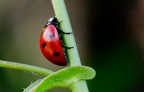 coccinella coccinella