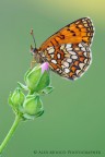 Melitaea athalia Melitaea athalia