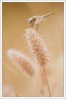 Sympetrum Sympetrum