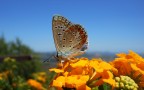 butterfly butterfly
