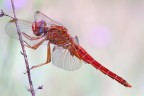 Libellula rossa ( Sympetrum sanguineum) Libellula rossa ( Sympetrum sanguineum)