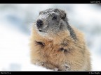 Marmotta # 3 Marmotta # 3