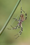 Argiope Argiope