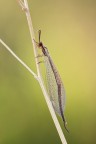 Uno scatto di Venerdi...Finalmente ho trovato anche il maschietto di Macronemurus appendiculatus.

Critiche e consigli sono molto graditi ed apprezzati

Un saluto,Tamara

40D,Tamron 180mm,treppiede...
f13,tv 1/8,iso 200

HR: http://img594.imageshack.us/img594/7285/img0273link.jpg