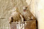 Fratelli Gheppi