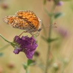 neo liberty neo liberty