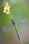Gomphus-vulgatissimus-(Linnaeus,-1758) Gomphus-vulgatissimus-(Linnaeus,-1758)