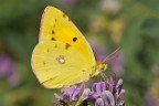 Colias crocea Colias crocea