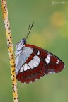 Limenitis reducta (Staudinger 1901) Silvano azzurro Limenitis reducta (Staudinger 1901) Silvano azzurro