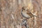Migliarino di palude (Emberiza schoeniclus) Migliarino di palude (Emberiza schoeniclus)
