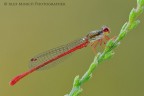 Ceriagrion tenellum Ceriagrion tenellum