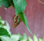 Farfalla Sottosopra con immagine hr orig. Farfalla Sottosopra con immagine hr orig.