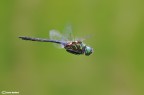 ciao a tutti
visto l'allenamento per i tiri al volo sono in Alto Adige a fotografare alcune libellule che si possono fotografare solo in volo perch in genere si posano solo in cima agli abeti

hr http://img594.imageshack.us/img594/305/dsc6520h.jpg