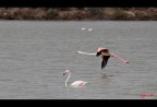 Fenicotteri rosa allo stagno di Molentargius (Ca). Purtroppo mi trovavo a corto di focale e loro erano troppo distanti :(

1/2500 f5.6 iso200 @ 200mm - mano libera