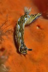 Hypselodoris villafranca Hypselodoris villafranca