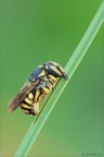 Anthidiellum Anthidiellum