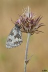 melanargia galathea... melanargia galathea...