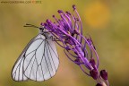 Aporia crataegi (Linnaeus, 1758)

www.rossidaniele.com

Canon EOS 7D + Sigma 180mm f/3.5 EX DG HSM Macro
f13 - 1/50 - ISO 100
18.05.2012 ore 8.08
Suggerimenti e critiche sempre ben accetti
[url=http://www.rossidaniele.com/HR/_MG_2594copia-mdc-1500.jpg]Versione HR[/url]