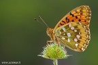 Argynnis aglaja Argynnis aglaja