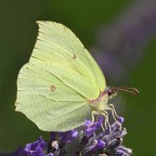 Gonopteryx rhamni Gonopteryx rhamni