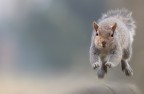 To run To run