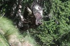 Giovane Aquila Reale- Young golden eagle Giovane Aquila Reale- Young golden eagle