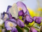 Farfalla e glicine (close up) Farfalla e glicine (close up)