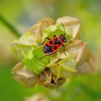 COLEOTTERO-EURYDEMA ORNATUM-PENTATOMIDE COLEOTTERO-EURYDEMA ORNATUM-PENTATOMIDE