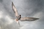 Volo elegante Volo elegante