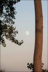 Bisbigli alla luna...