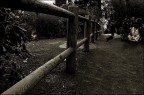 Quel sentiero nel parco...