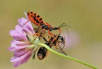Rhynocoris iracundus Rhynocoris iracundus