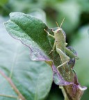 Cavalletta verde Cavalletta verde