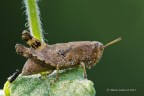 piccola cavalletta
