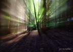 Luci nel bosco