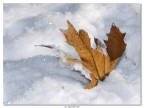 Buon Anno Nuovo a tutti Buon Anno Nuovo a tutti